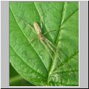 Tetragnatha extensa - Streckerspinne w01.jpg